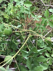 Cochlospermum wrightii