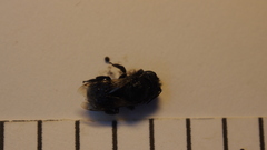 Cephalosmia