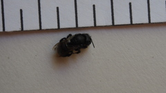Cephalosmia