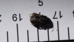 Cephalosmia