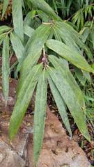 Pseudosasa japonica