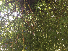 Misodendrum punctulatum