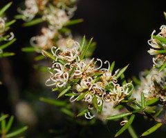 Grevillea australis