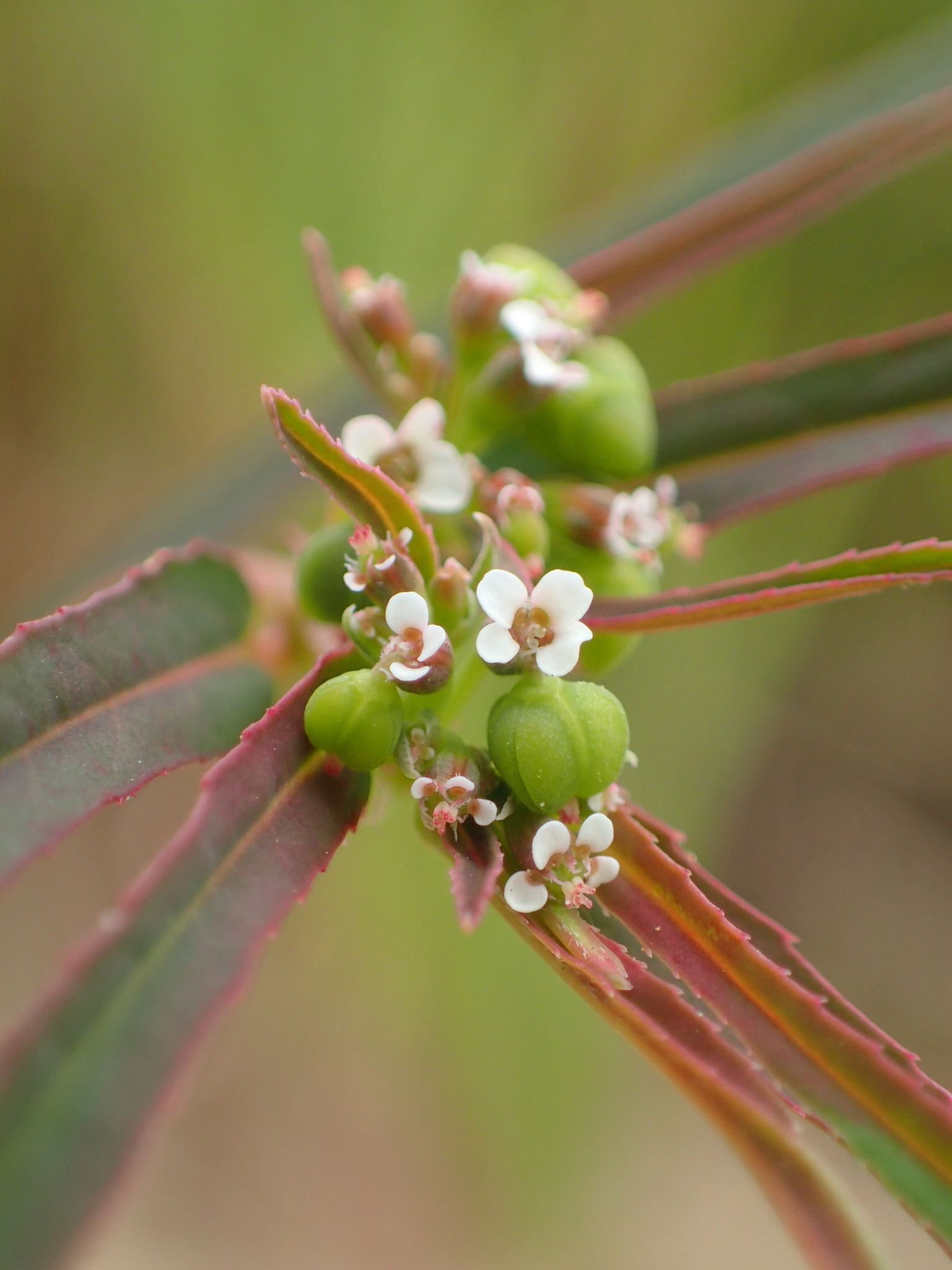 Euphorbia bifida