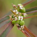 Euphorbia bifida - Photo ללא זכויות יוצרים, הועלה על ידי 葉子