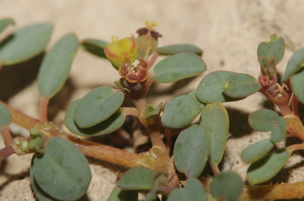 Euphorbia theriaca