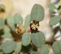 Euphorbia theriaca