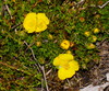 Hibbertia procumbens - Photo (c) Reiner Richter, algunos derechos reservados (CC BY-NC-SA), subido por Reiner Richter