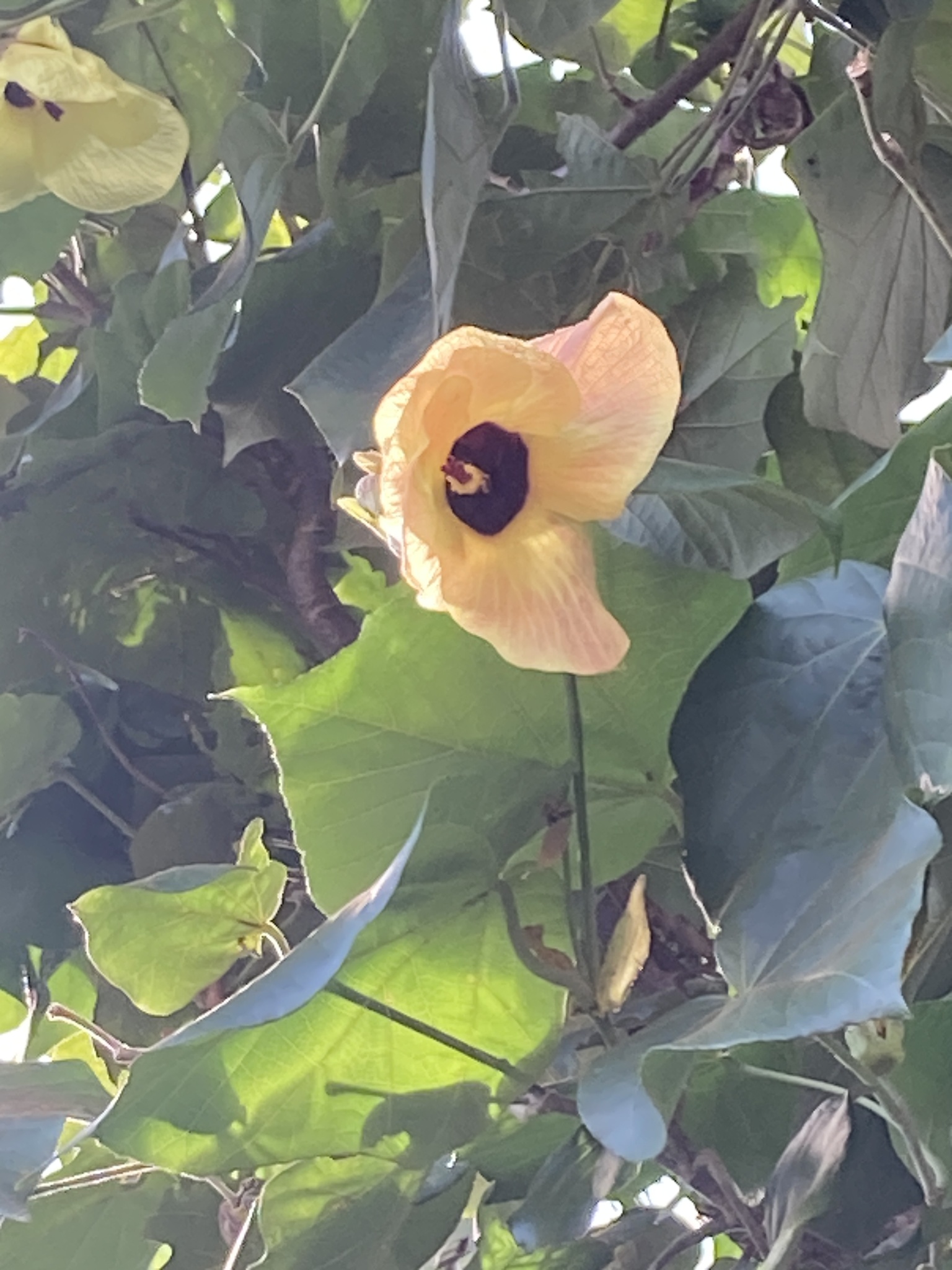 Hibiscus tiliaceus