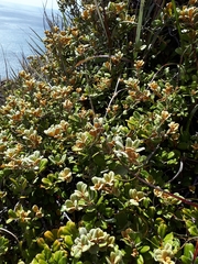 Pittosporum serpentinum