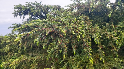 Image of Juniperus brevifolia by (c) Elizabete Marchante, some rights reserved (CC BY)