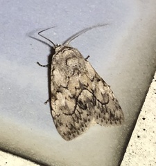 Barasa acronyctoides