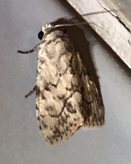 Barasa acronyctoides