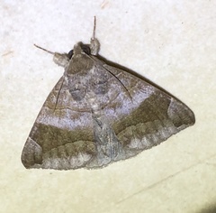 Bastilla amygdalis