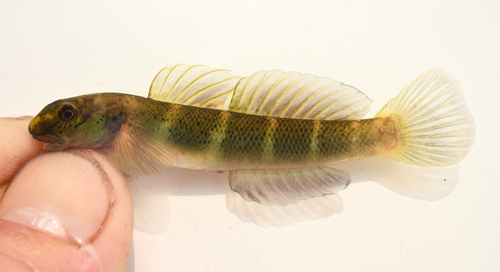 Cleft-lip goby (Sicydium crenilabrum) — Gobiidae