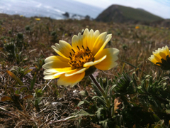 Layia platyglossa