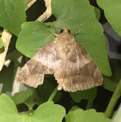 Bastilla amygdalis