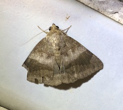 Bastilla amygdalis