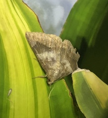 Bastilla amygdalis