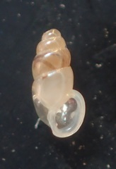Carychium nipponense