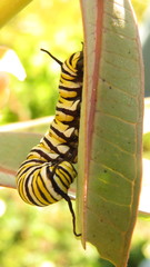 Danaus plexippus