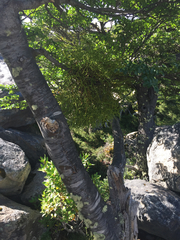 Misodendrum punctulatum