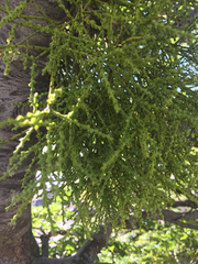 Misodendrum punctulatum