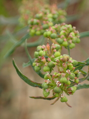 Euphorbia bifida