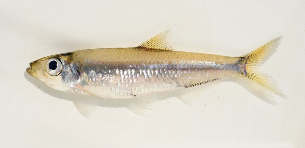 Pellonula (Pellonula vorax) — Clupeidae