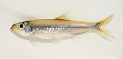 Bigtoothed Pellonula photo 1