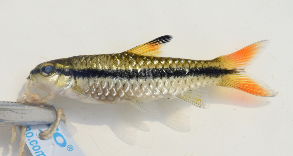 Enteromius potamogalis