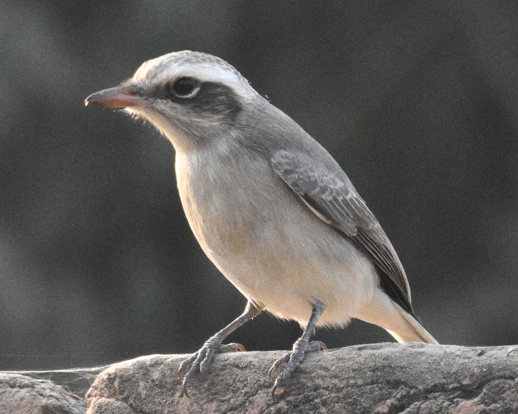 Common Woodshrike