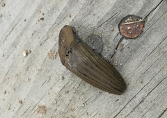 Chalcolepidius desmarestii