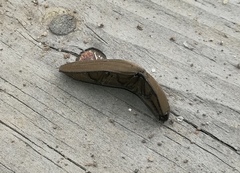 Chalcolepidius desmarestii