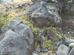 Calceolaria uniflora