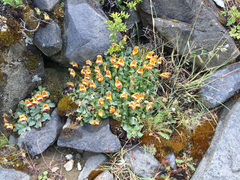 Calceolaria uniflora