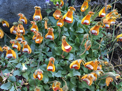 Calceolaria uniflora