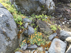 Calceolaria uniflora