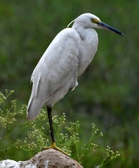 Egretta garzetta × gularis