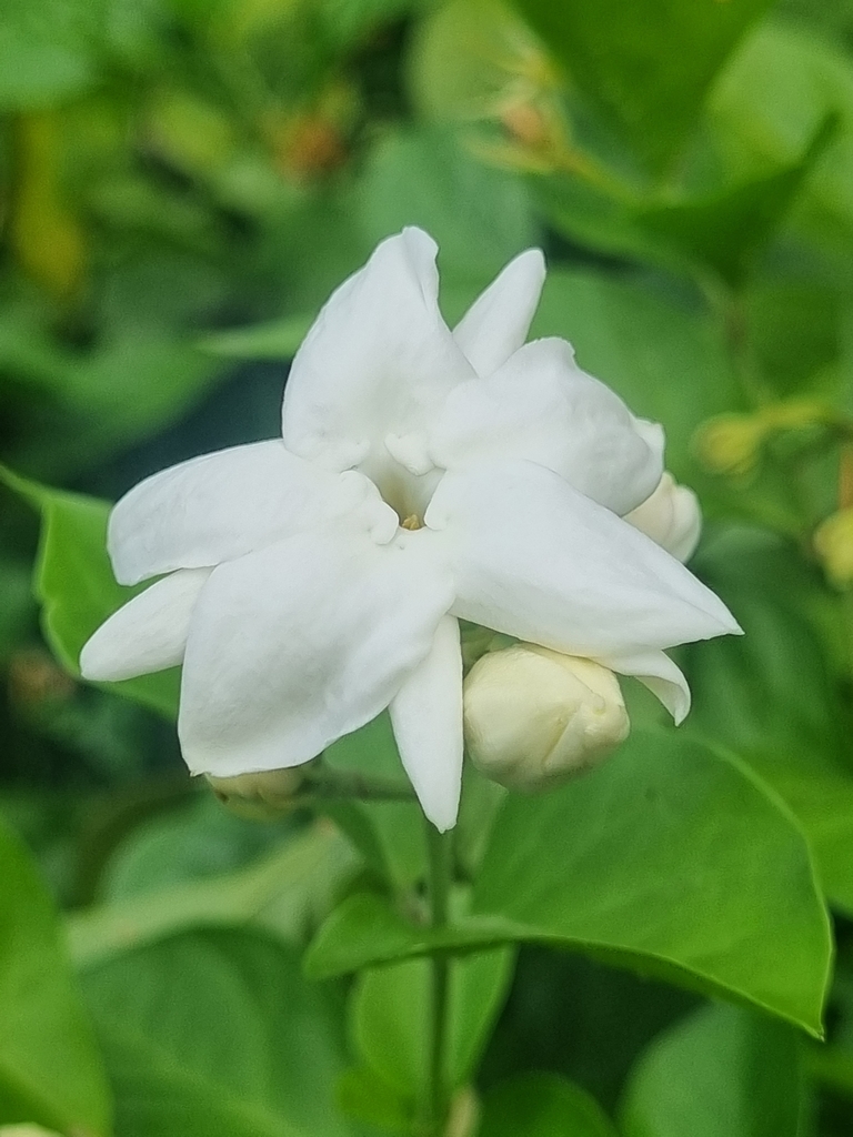 Jasmine flower close-up