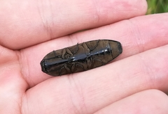 Chalcolepidius desmarestii