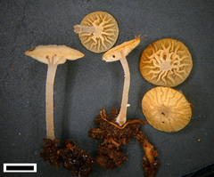 Gloiocephala gracilis