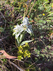 Chloraea magellanica