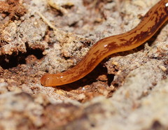 Argonemertes australiensis