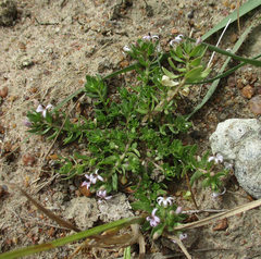 Lobelia sonderiana image