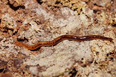 Argonemertes australiensis