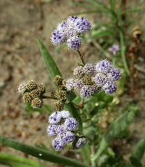 Denekia capensis image