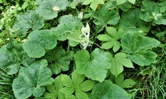 Cucurbita maxima maxima