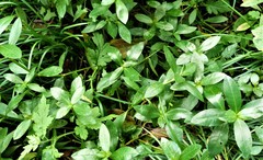 Magnoliopsida