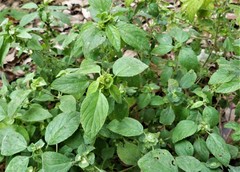 Magnoliopsida